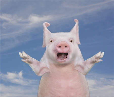 2020全面禁抗，减抗！猪群少生病，才是养猪业发展的关键！